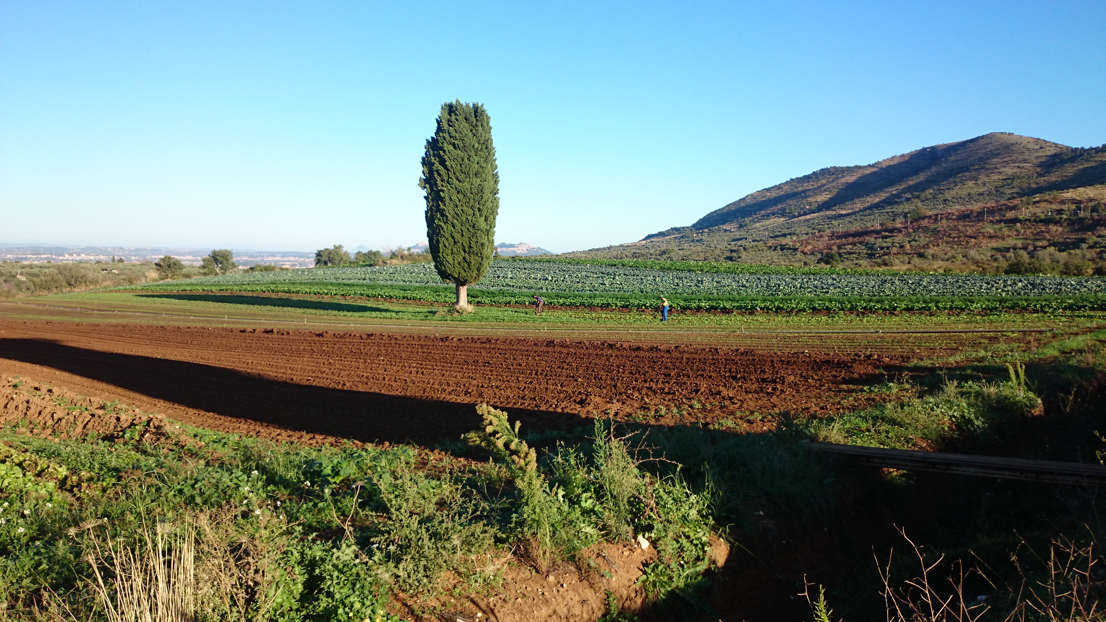 Azienda agricola Adelaide Castel Madama (Roma)