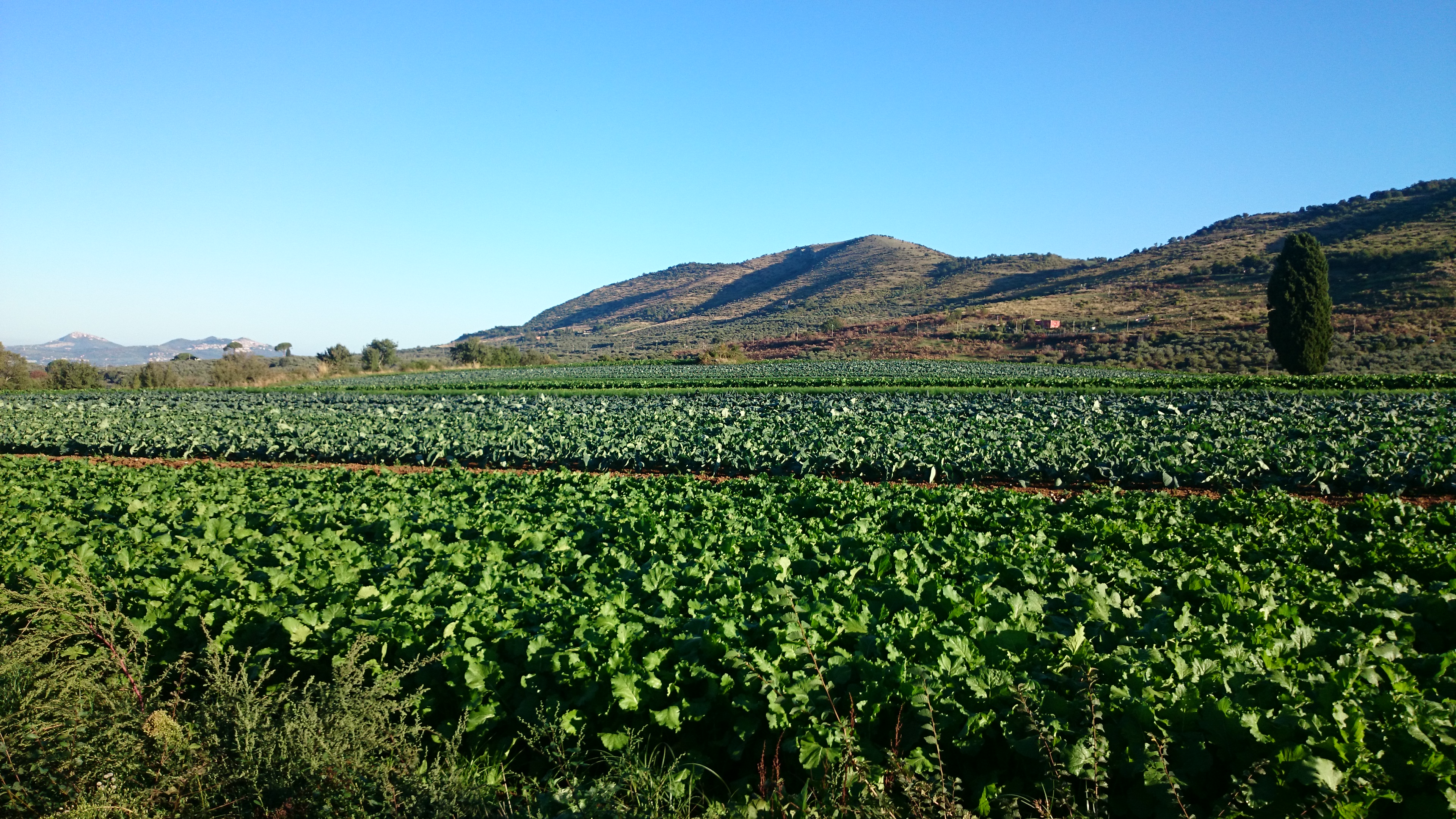 Azienda agricola Adelaide Castel Madama (Roma)