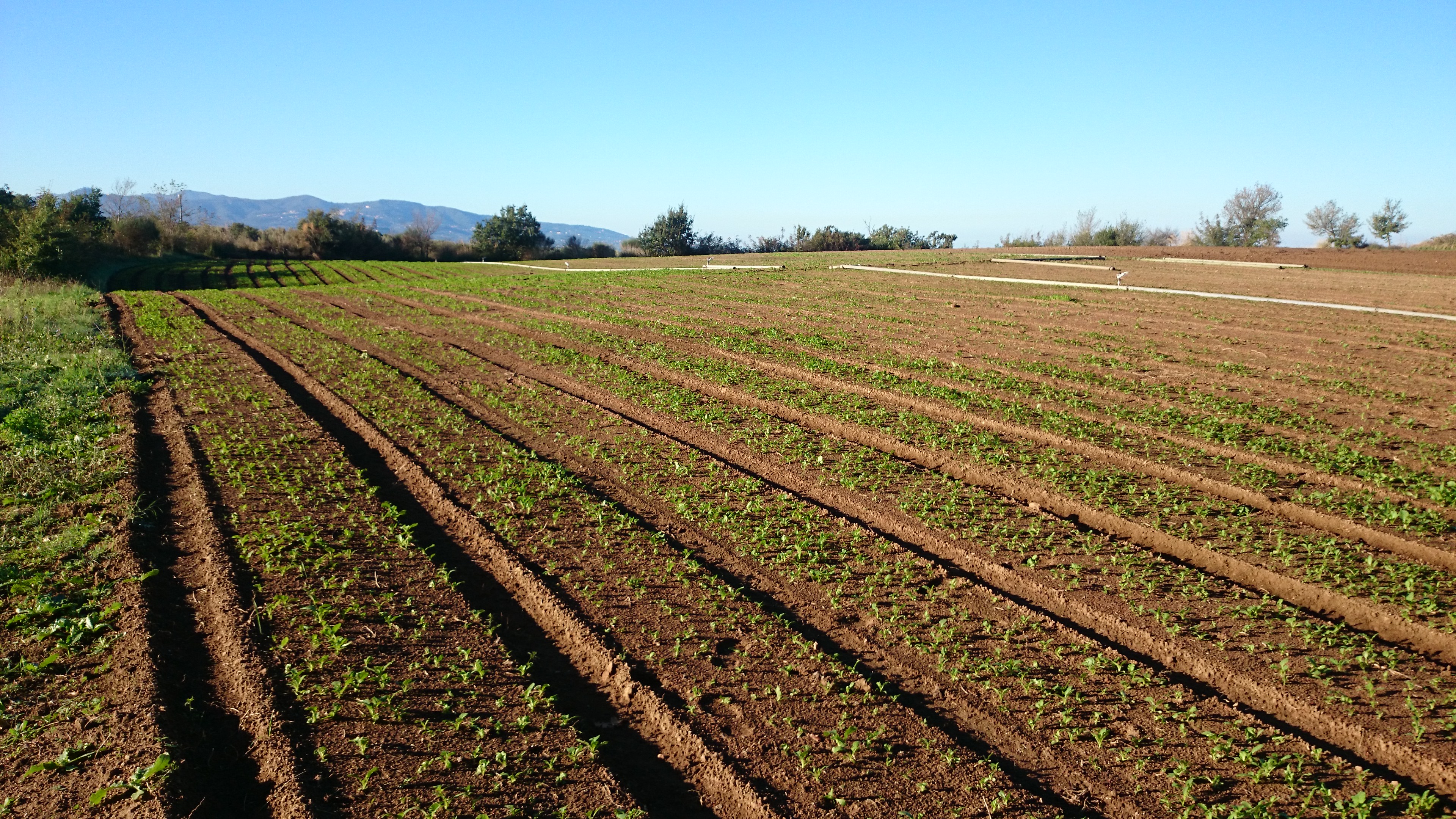 Azienda agricola Adelaide Castel Madama (Roma)