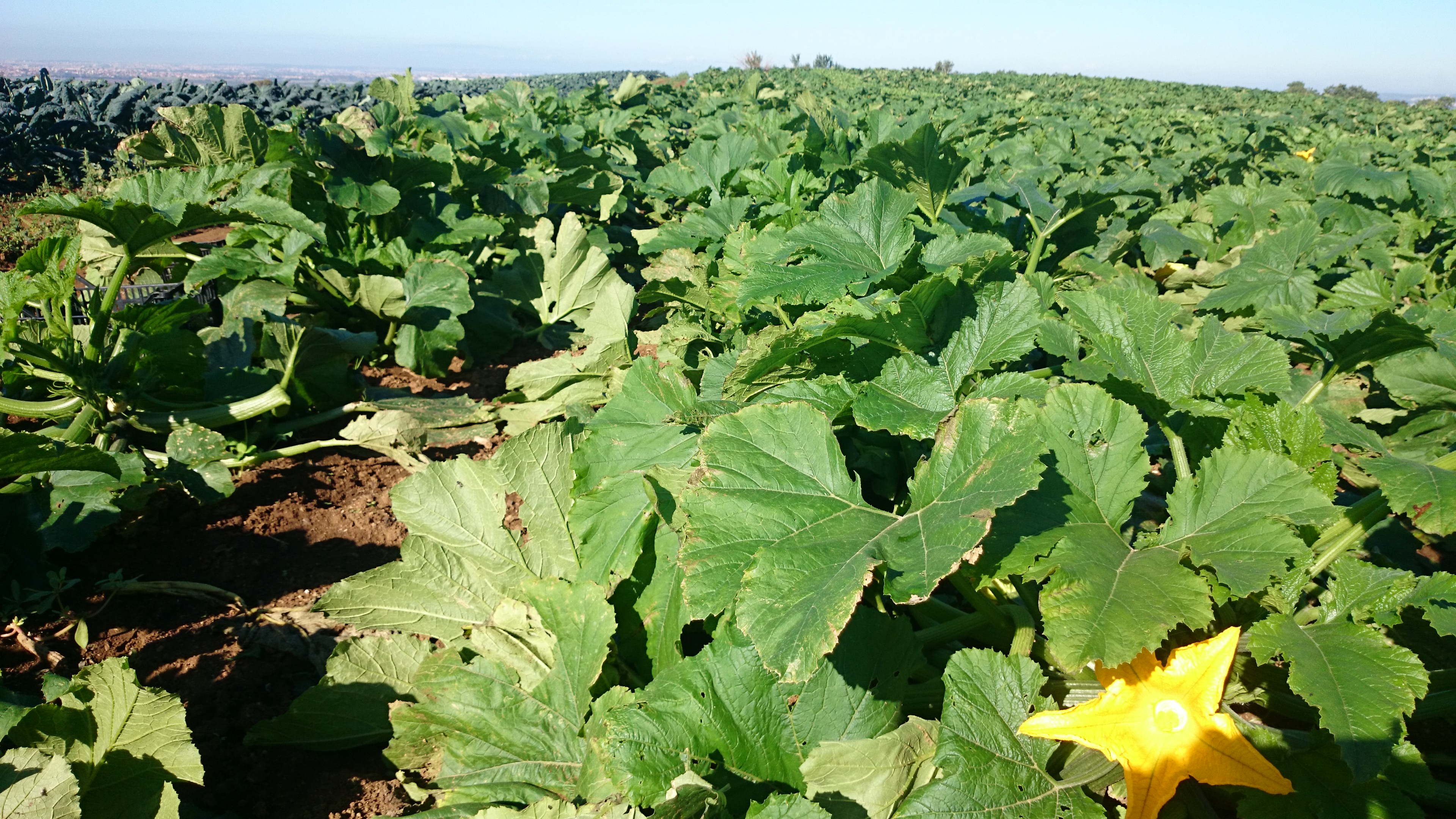 Azienda agricola Adelaide Castel Madama (Roma)