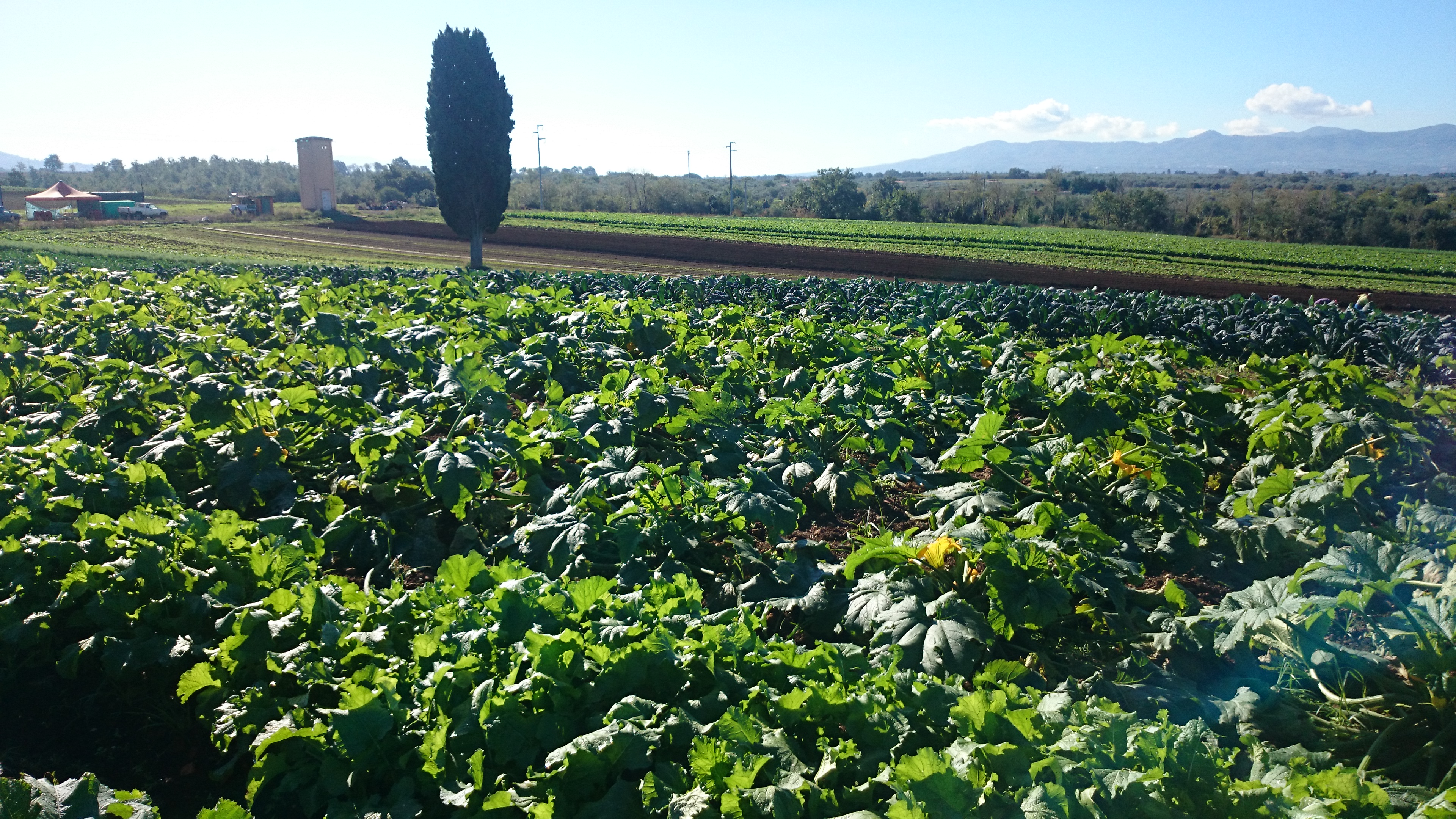 Azienda agricola Adelaide Castel Madama (Roma)