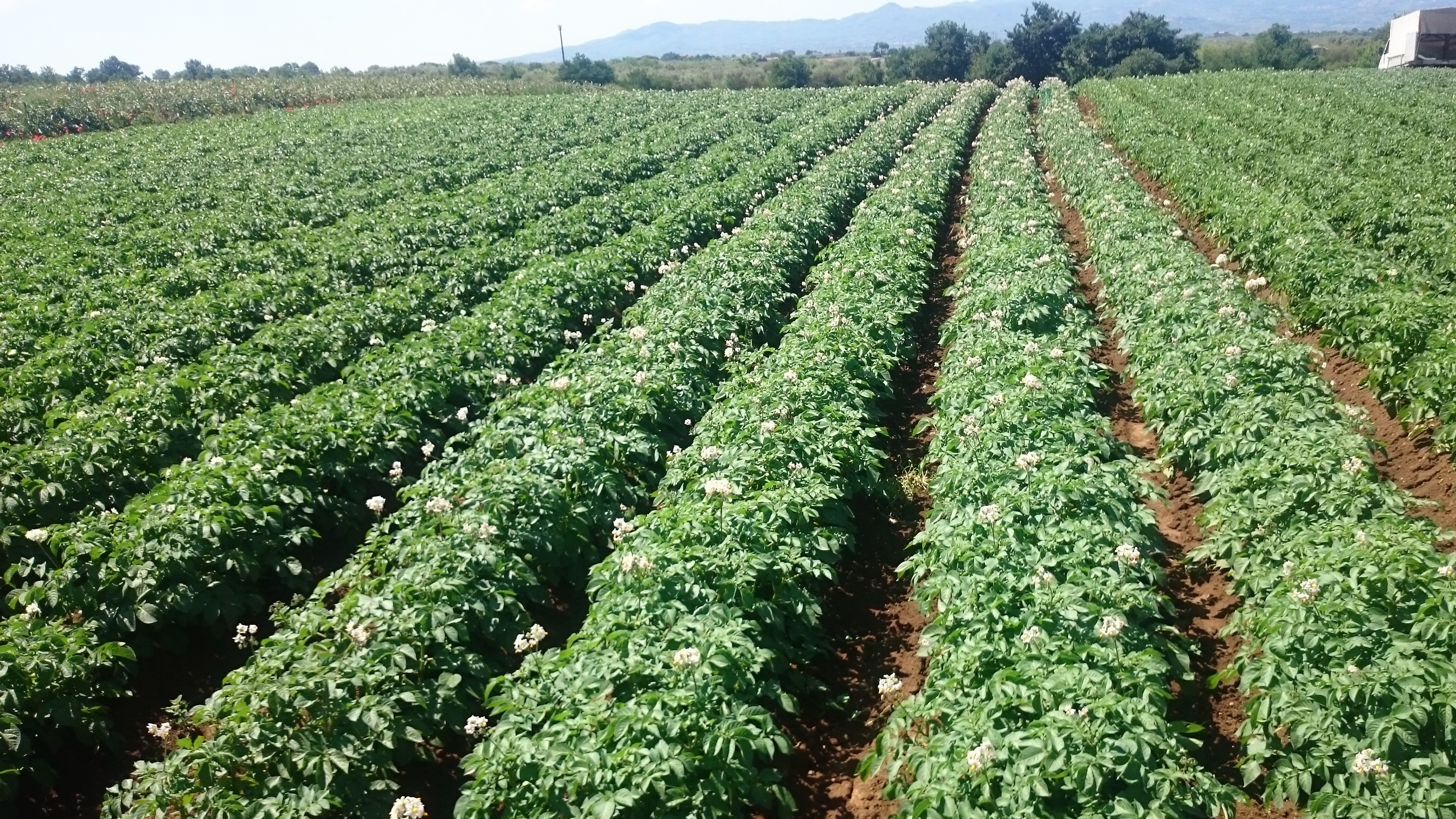 Azienda agricola Adelaide Castel Madama (Roma)